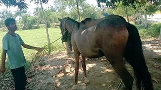 Horse Enjoying Meting Video || Very Amazing Video New Video First Time