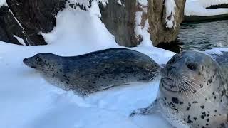 Adorable Seals Play In The Snow