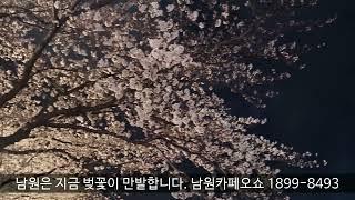 남원벚꽃만개 1분영상