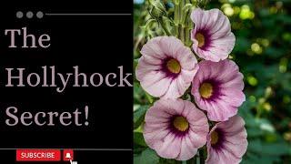 Hollyhocks: The Healing Power of Nature