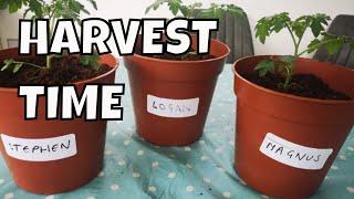 INDOOR VEGETABLE GARDEN harvest & lessons learned