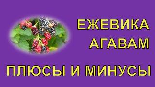 Ежевика/В Защиту Забытого Сорта Ежевики Агавам