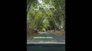 Bamboo Ave., Jamaica #bamboo #visitjamaica