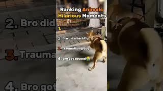 Ranking the Funniest Animal Clips Ever Caught on Camera #animals #dogs #cat
