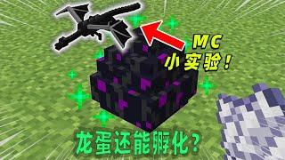 我的世界：MC小实验，击败末影龙获得的龙蛋可以孵化？