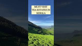 BEST TEA ESTATES IN KERALA #kerala #shorts