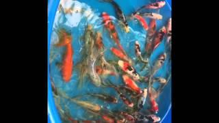 Koi or Goldfish