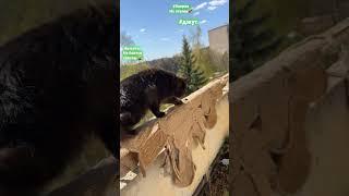 ПОЧЕМУ КОШКИ НЕ БОЯТСЯ ВЫСОТЫ  #делюсьпозитивом