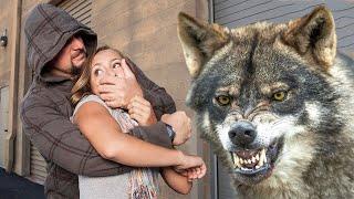 The wolf and the cat, weighing 18 pounds, rescued a girl from bandits