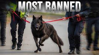 10 Most "Blacklisted" Dog Breeds