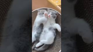 귀여운 고양이를 보면 행복해지세요.Be happy by looking at cute cats