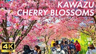 【4K Japan Walk】Early blooming sakura make you feel like spring is coming a little earlier