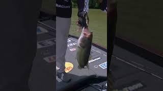 Wait for it - topwater grab