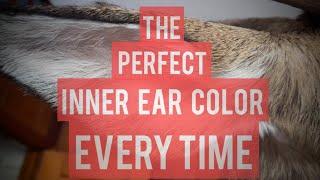 The Perfect Inner Ear Color Every Time! - Taxidermy Deer Ears
