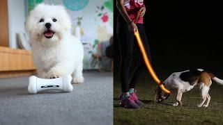 Cool Pet Products For All Dog Lovers