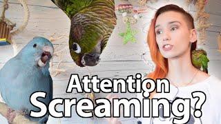 Attention Screaming | Behaviour Solutions