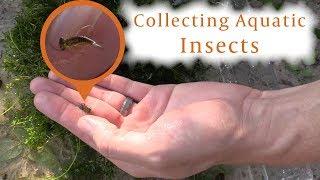 How to Collect Pond Insects