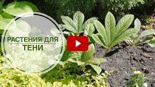 Что посадить в тени?  Лучшие теневые растения  видео обзор тенелюбивых растений hitsadTV