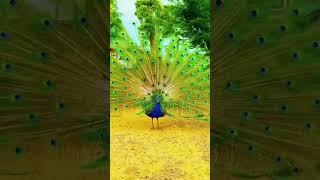 Relaxing krishna flute music relax mind body music meditation #shorts #viral #shortsfeed