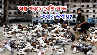 কবুতর খামার | কবুতর পালনে অল্প খরচে বেশি লাভ করার উপায়? | কবুতরের খামার সফল উদ্যোক্তা ইমরানের গল্প