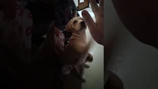 One Smart Labrador Dog Tricks #dog #puppytraining #learning #puppy