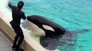 Secondary Reinforcement Only Dine with Shamu (Full)