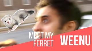 Meet My Ferret, Weenu!