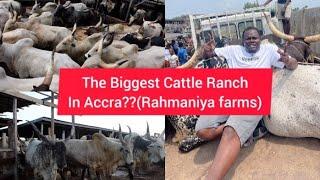 How He Started with (4) and Now Has Over 200 Cattle (Rahmaniya farms)