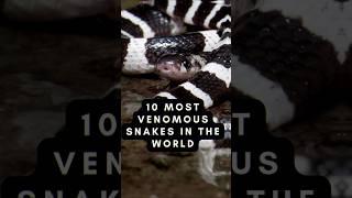 10 Most Venomous Snakes in the World! #top10