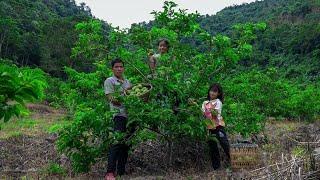 Harvesting Custard Apple Orchards to Sell at Market, Tilling the Garden Soil | Family Farm