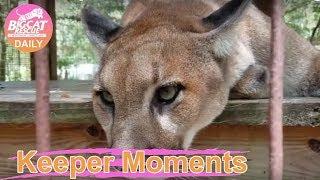 Keeper Moment- Ares Cougar  the PURR Machine - Turn Volume UP!!