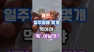 계란, 하루에 몇 개까지 먹어야 괜찮을까? #건강정보 #건강 #꿀팁 #음식 #계란