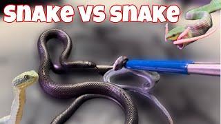 Will my snake eat a snake?!?!