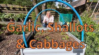 #344 Garlic Harvest   Shallot Harvest   Planting out Brassicas