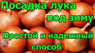 Посадка лука под зиму. Простой и надежный способ.