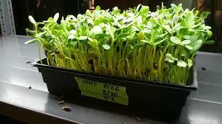 Birdseed Black Oil Sunflower Microgreens