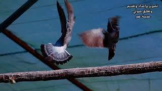 speckled pigeon حمام الصخور الافريقي ويسمى ايضا بالحمام المرقط