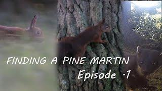 Finding A Pine Marten !