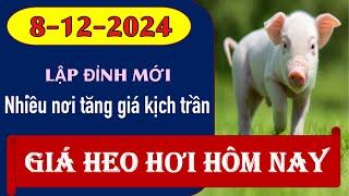 Giá heo hơi hôm nay 8/12/2024 – Lập đỉnh giá mới tại nhiều nơi