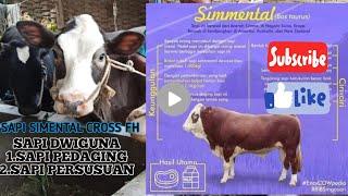 SAPI DUGUL BETINA SIMENTAL CROSS FH MELUNCUR KARAS-PUJON