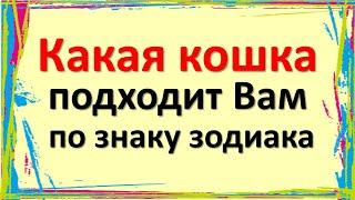 Какая кошка подходит Вам по знаку зодиака