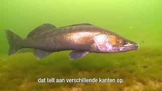 VISMIGRATIERIVIER || Visstand in het IJsselmeer