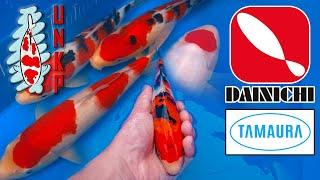 From Auction to Pond: New Dainichi Koi & A Tamaura Shopping Adventure!