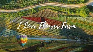 Beautiful I Love Flower Farm | Shot on DJI | Cinematic Travel Video