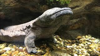 Riesensalamander-Fütterung im Tierpark Chemnitz