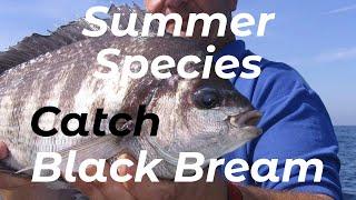 How To Catch Black Bream (Shore Fishing UK and Europe) - Beginners And Improvers - Tutorial