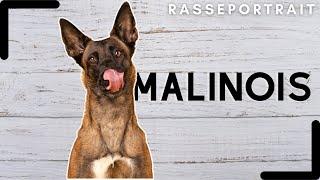 Malinois - Ursprung, Charakter, Haltung & Erziehung 