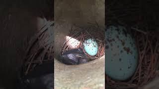 baby bird day 2 | shorts | inspiring peacock | #shorts #bird #viral