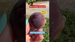 Очень вкусные фрукты в Сочи️ #сочи #фруктывсочи #инжирвсочи