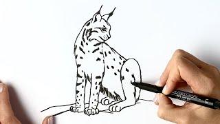 How to draw a lynx cat